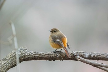 Daurian Redstart Mikiyama Forest Park Sat, 2/18/2017