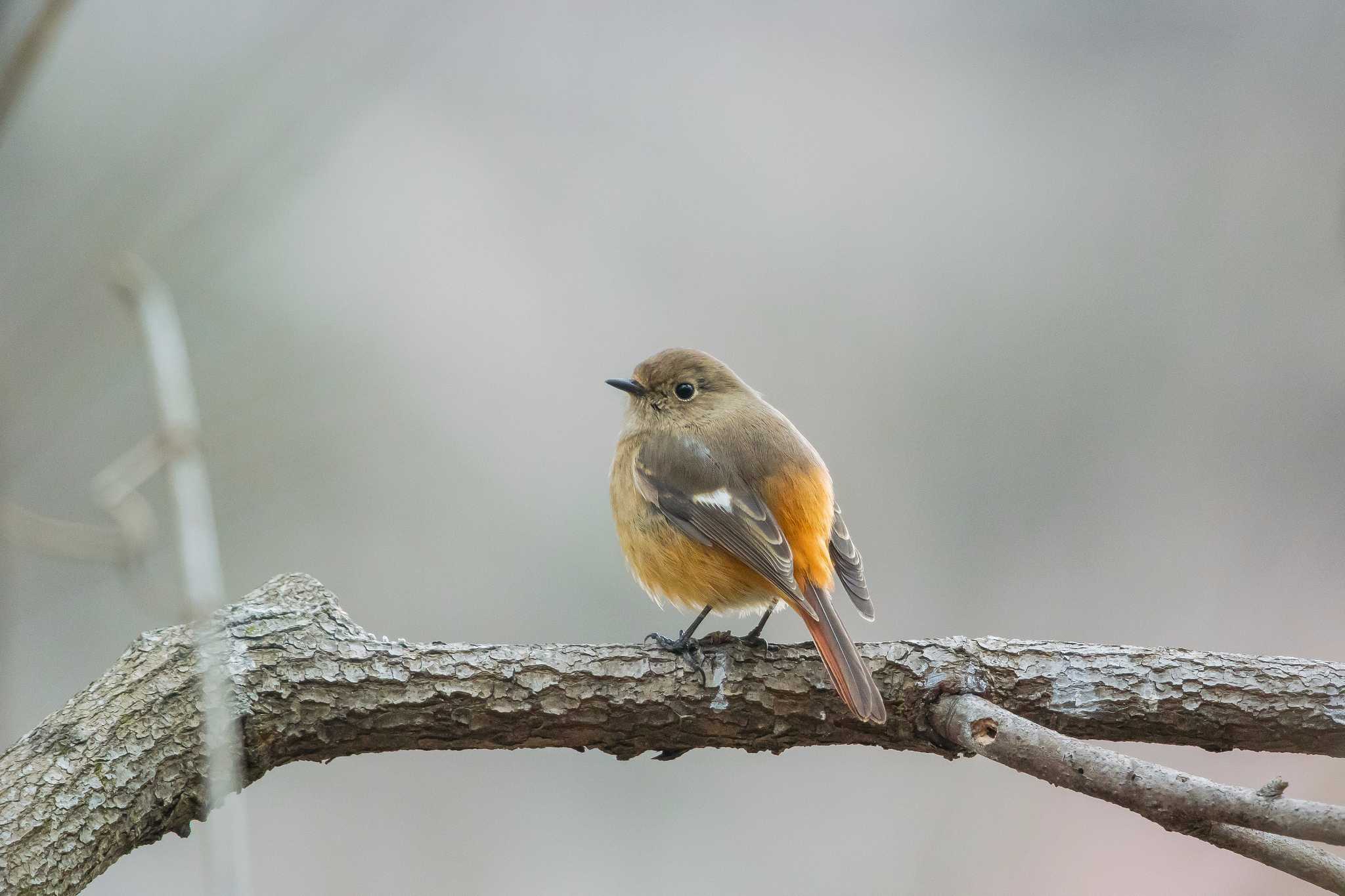 Photo of Daurian Redstart at Mikiyama Forest Park by ときのたまお