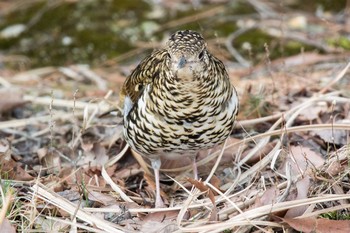 White's Thrush Mikiyama Forest Park Sat, 3/18/2017