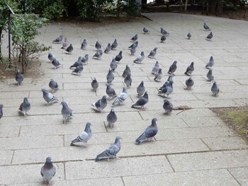 Rock Dove 紅葉山公園 Tue, 3/8/2022