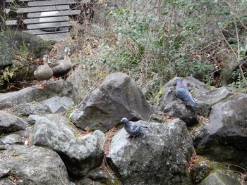 2022年3月8日(火) 紅葉山公園の野鳥観察記録