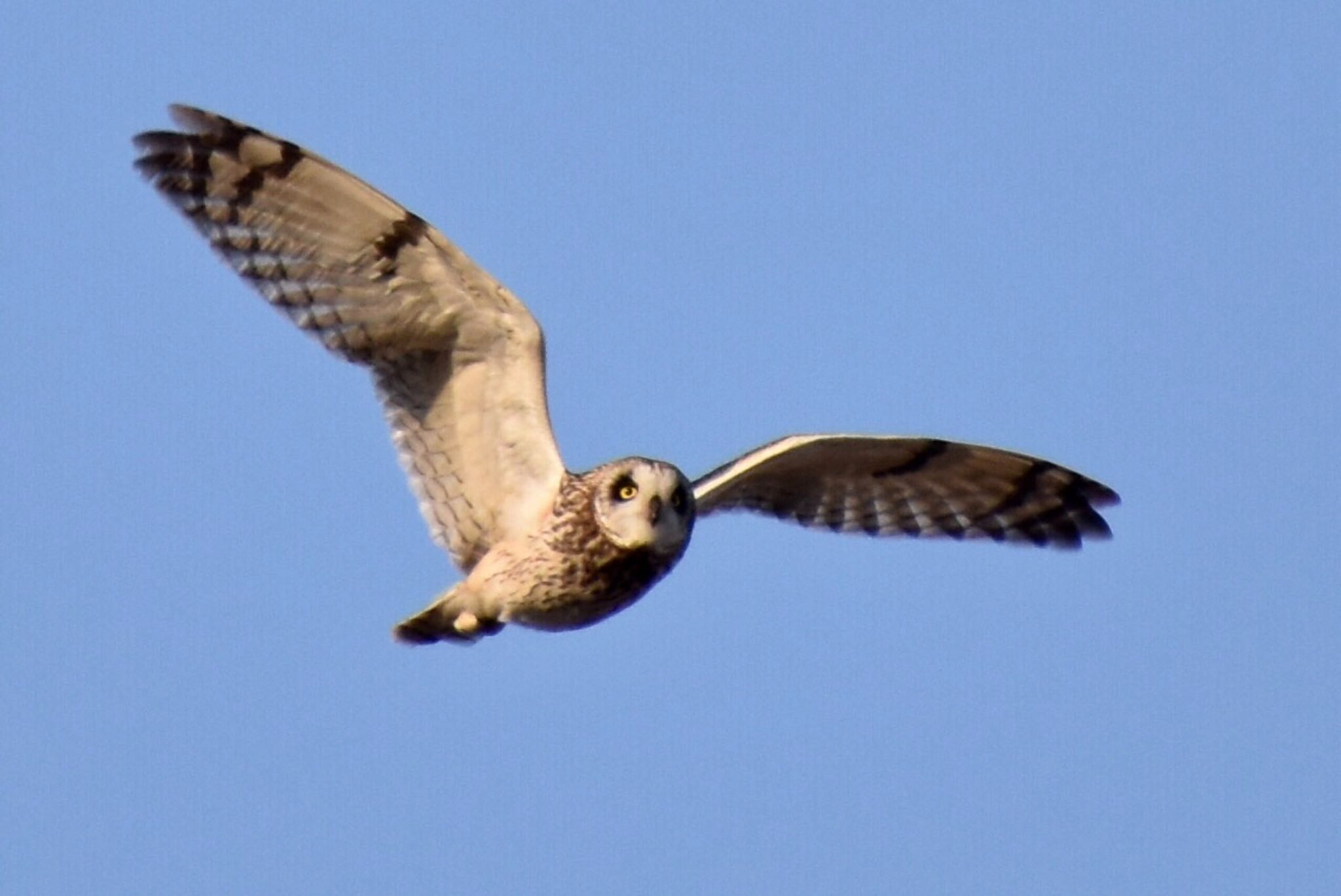 Short-eared Owl