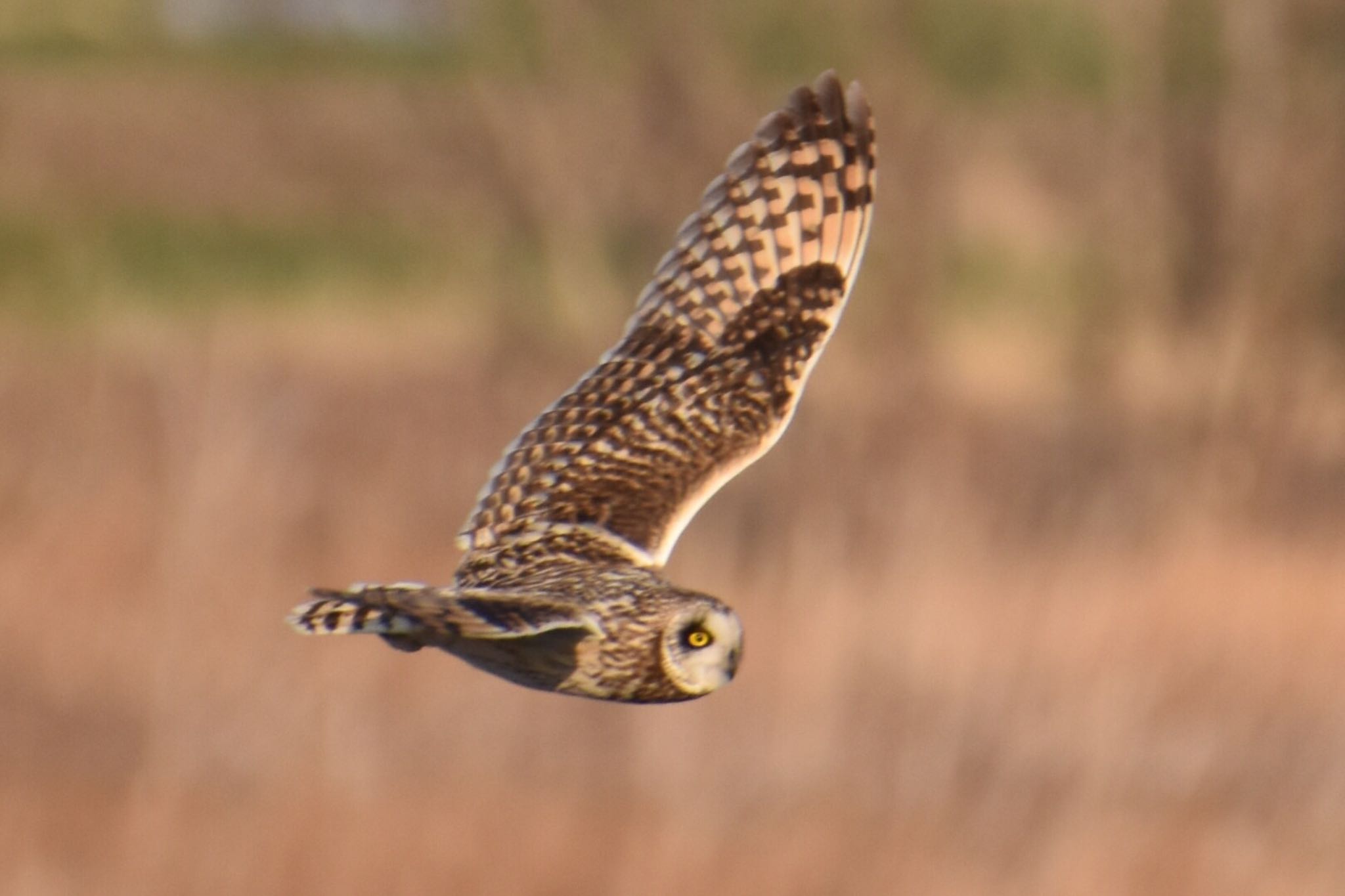 Short-eared Owl