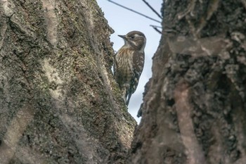 コゲラ 三木山森林公園 2017年3月18日(土)