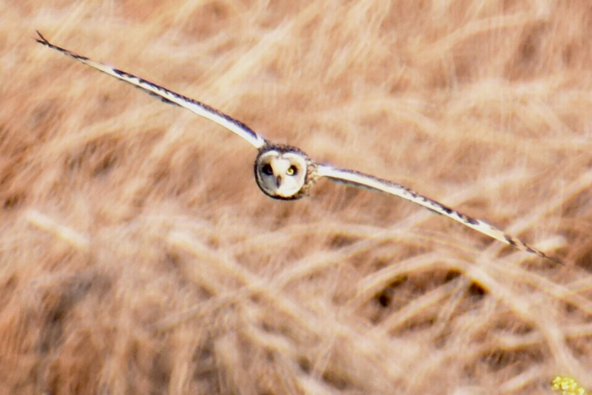 Short-eared Owl