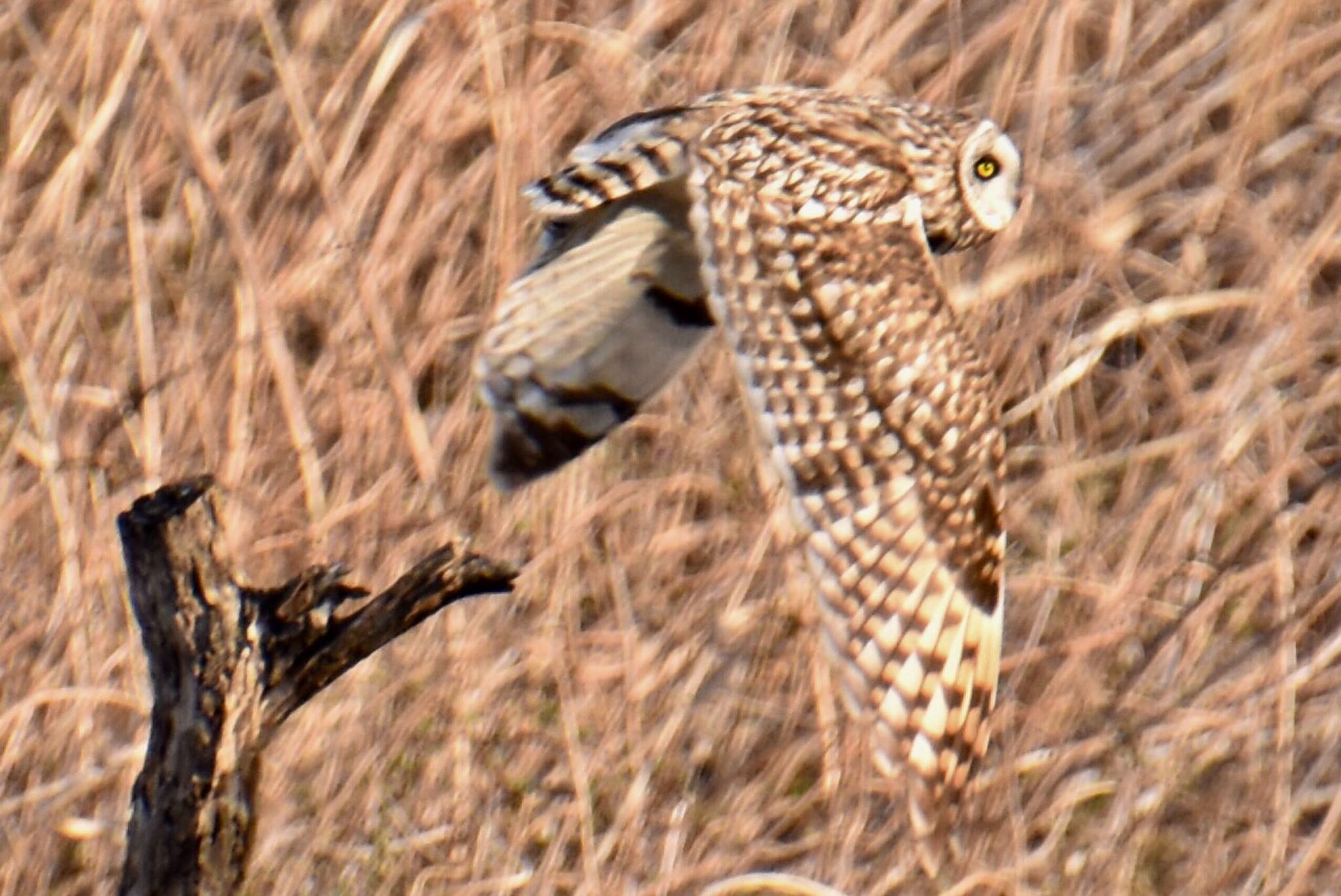 Short-eared Owl