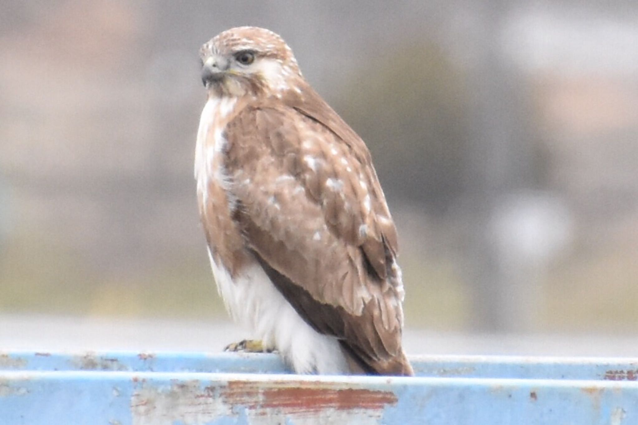 Eastern Buzzard