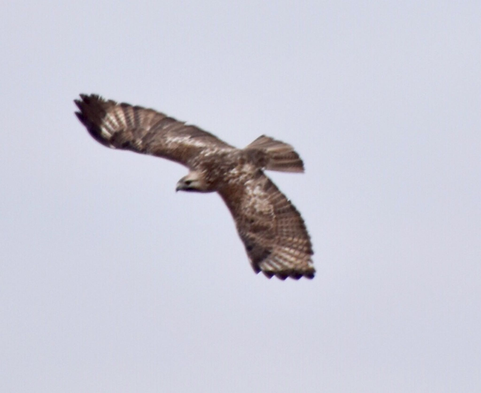 Eastern Buzzard