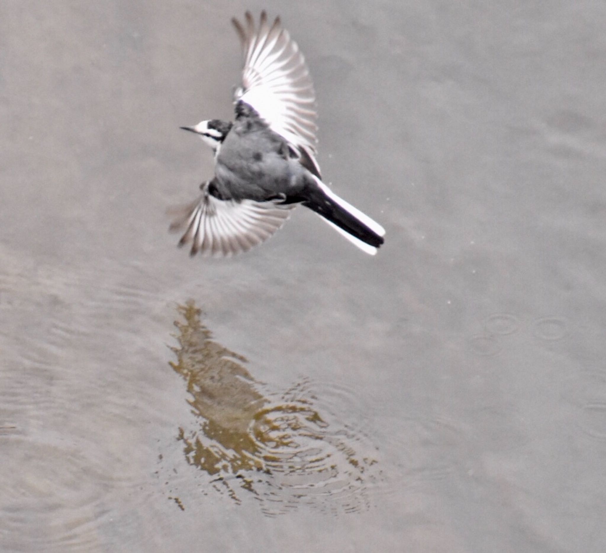 White Wagtail