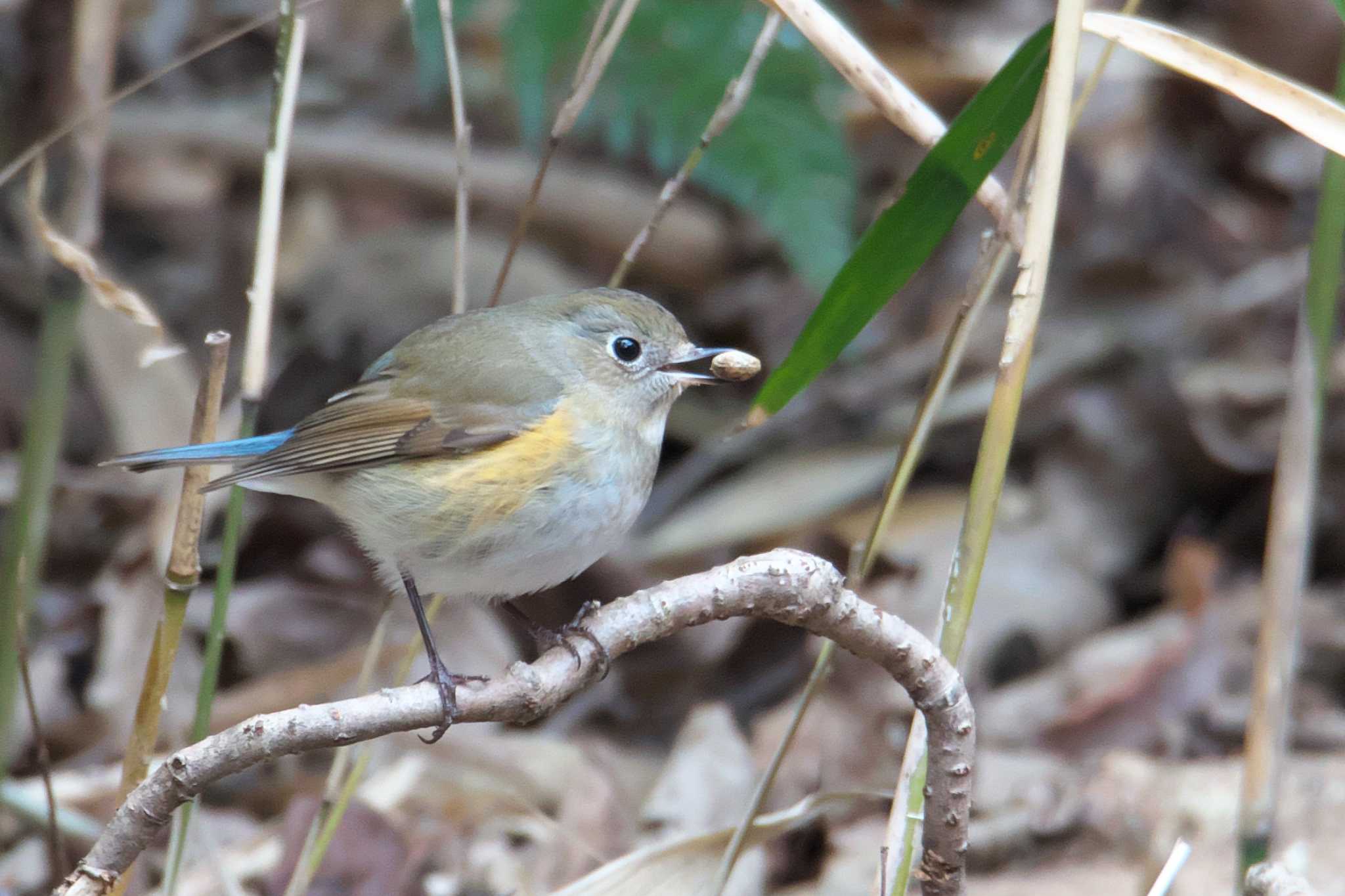 Photo of Red-flanked Bluetail at 西宮市 by img.tko.pict