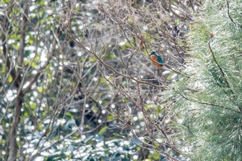 カワセミ 三木山森林公園 2017年3月18日(土)