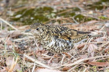 White's Thrush Mikiyama Forest Park Sat, 3/18/2017