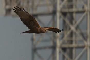 Eastern Marsh Harrier 大阪市 Sat, 3/5/2022