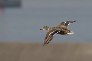 Mallard 大阪市 Sat, 3/5/2022