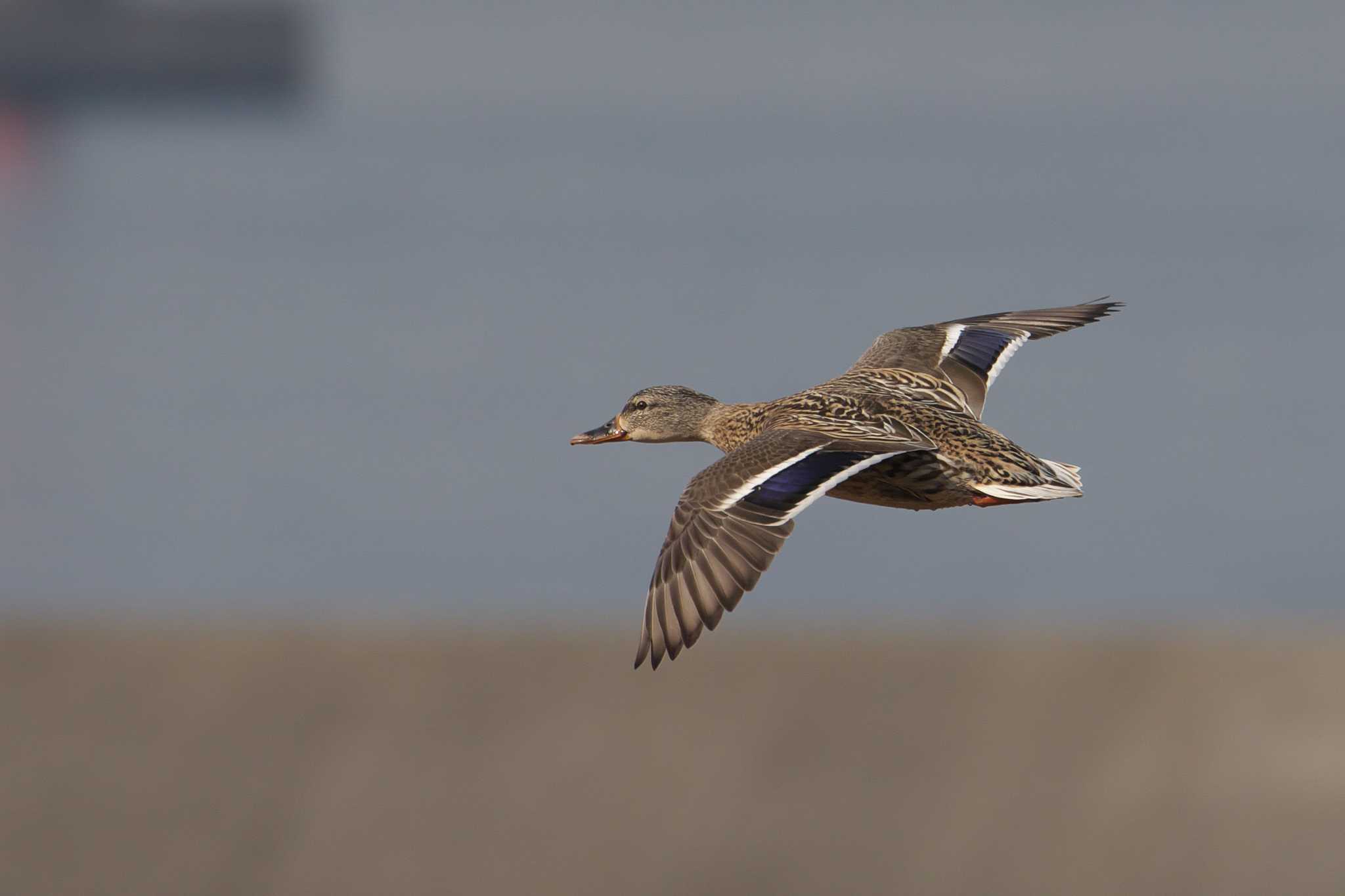 Photo of Mallard at 大阪市 by img.tko.pict