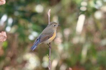 Red-flanked Bluetail 播磨中央公園(兵庫県) Wed, 2/23/2022