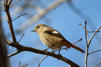 Daurian Redstart Arima Fuji Park Sat, 2/26/2022