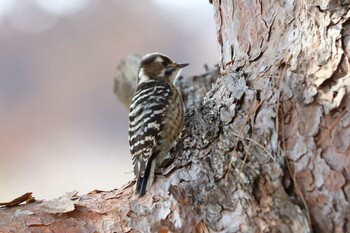Japanese Pygmy Woodpecker Arima Fuji Park Sat, 2/26/2022