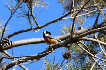 Varied Tit Arima Fuji Park Sat, 2/26/2022