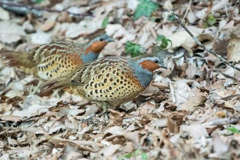 Chinese Bamboo Partridge Mikiyama Forest Park Sat, 3/18/2017