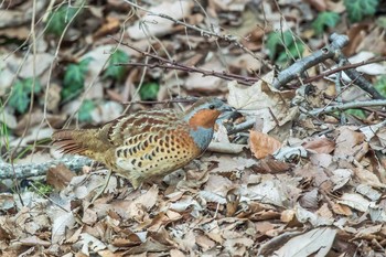 Chinese Bamboo Partridge Mikiyama Forest Park Sat, 3/18/2017