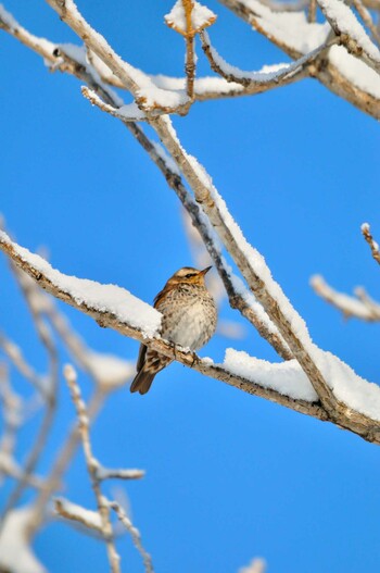 Dusky Thrush 北海道帯広市 Tue, 3/8/2022