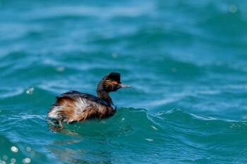 Black-necked Grebe 福岡県 Sun, 3/6/2022