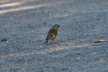 2022年2月27日(日) 中里公園(寒川町)の野鳥観察記録