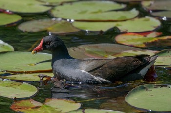 Common Moorhen Mikiyama Forest Park Thu, 5/4/2017