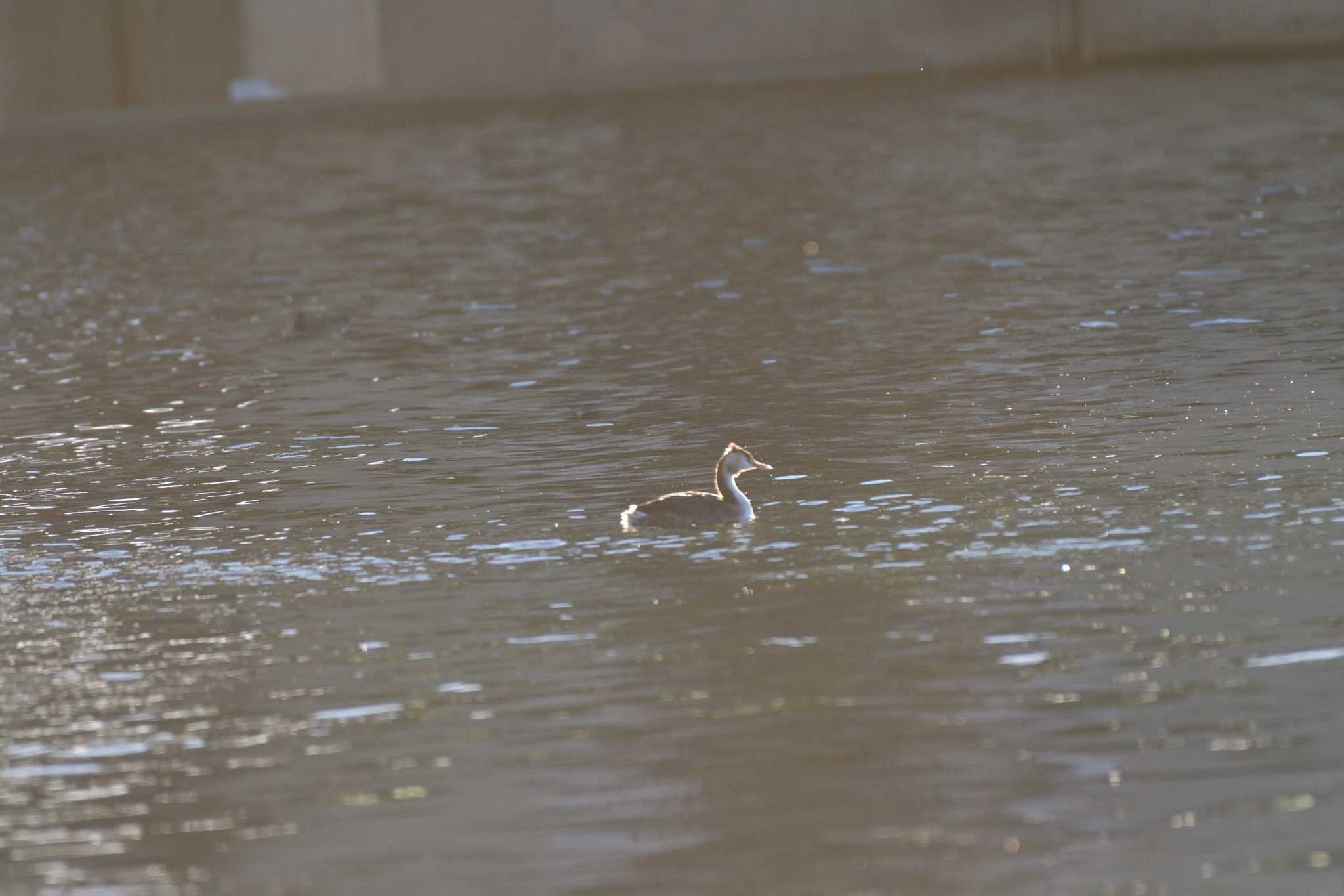 Photo of Great Crested Grebe at 相模大堰 by やなさん