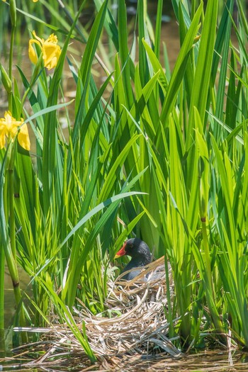 Common Moorhen Mikiyama Forest Park Thu, 5/4/2017