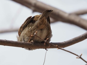 Eurasian Tree Sparrow 淀川河川公園 Mon, 3/7/2022