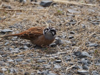 Meadow Bunting 淀川河川公園 Mon, 3/7/2022