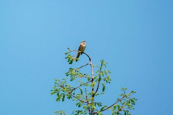 2017年5月4日(木) 三木山森林公園の野鳥観察記録