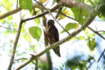 リュウキュウアオバズク 比地大滝 2017年6月28日(水)