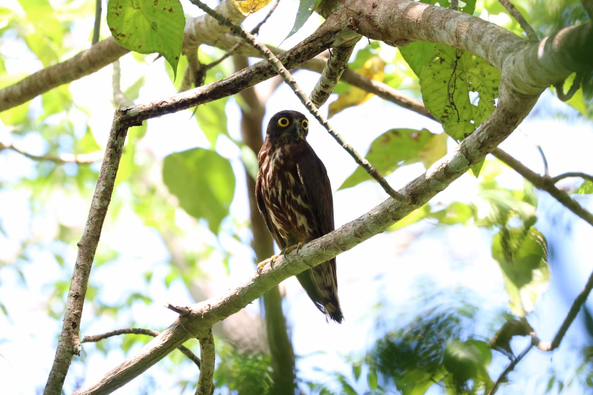 Photo of Northern Boobook(totogo) at Hijiotaki by Fumiya  Sasaki