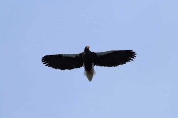 Steller's Sea Eagle 青森県 Sat, 1/23/2016