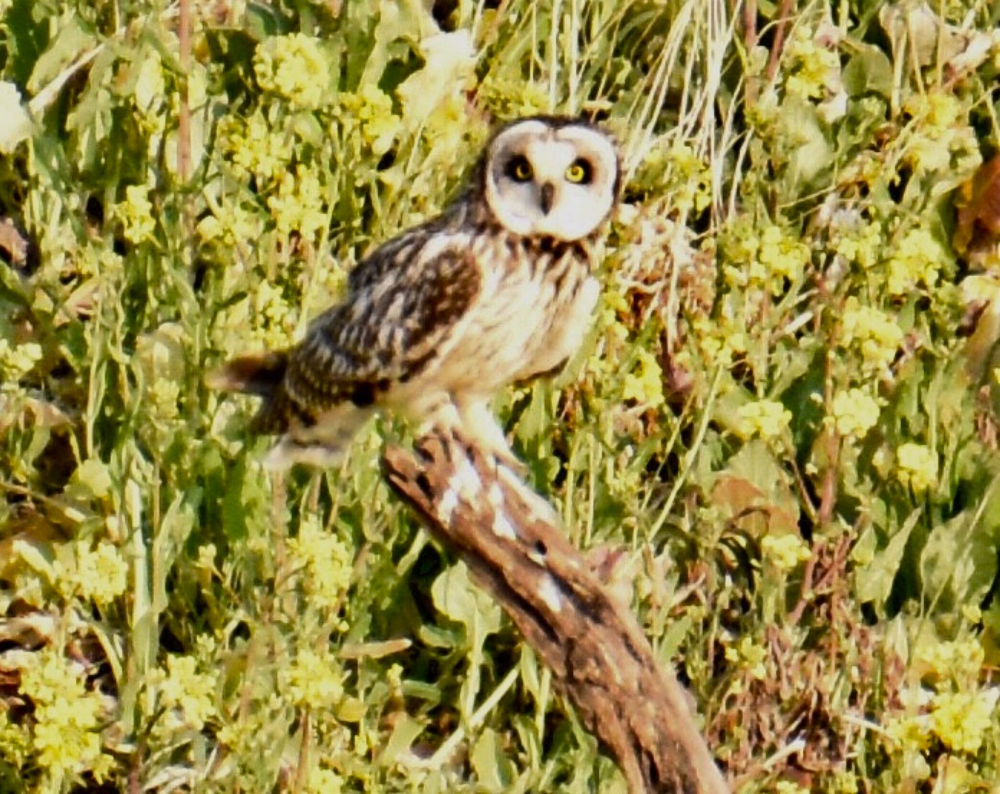 Short-eared Owl