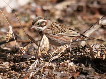 Rustic Bunting Saitama Prefecture Forest Park Mon, 3/7/2022