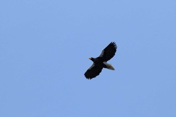 Steller's Sea Eagle 青森県 Sat, 1/23/2016