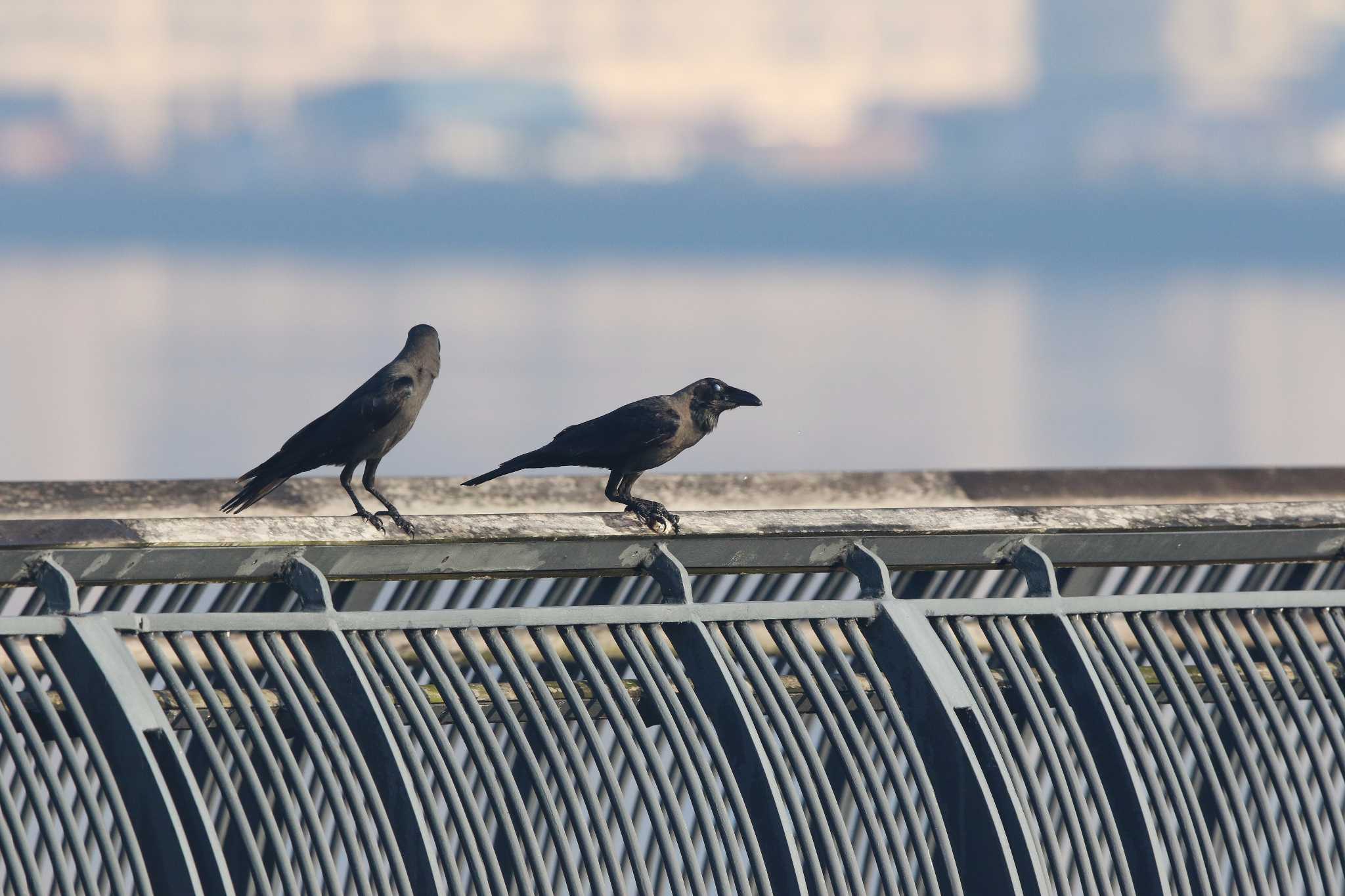 Photo of House Crow at Sungei Buloh Wetland Reserve by Trio