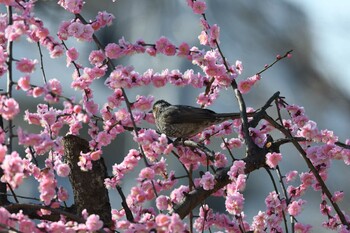 ヒヨドリ 三田台公園 2022年3月5日(土)