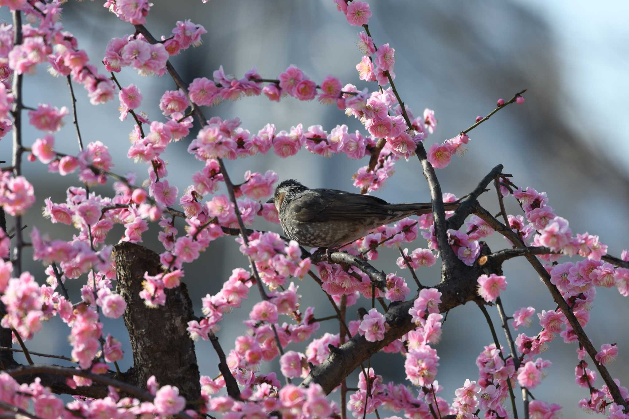 三田台公園 ヒヨドリの写真 by ｐｙ Kapyka