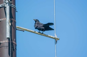 ハシボソガラス 三木山森林公園 2017年5月18日(木)