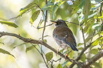 Pale Thrush 石ケ谷公園 Fri, 1/28/2022