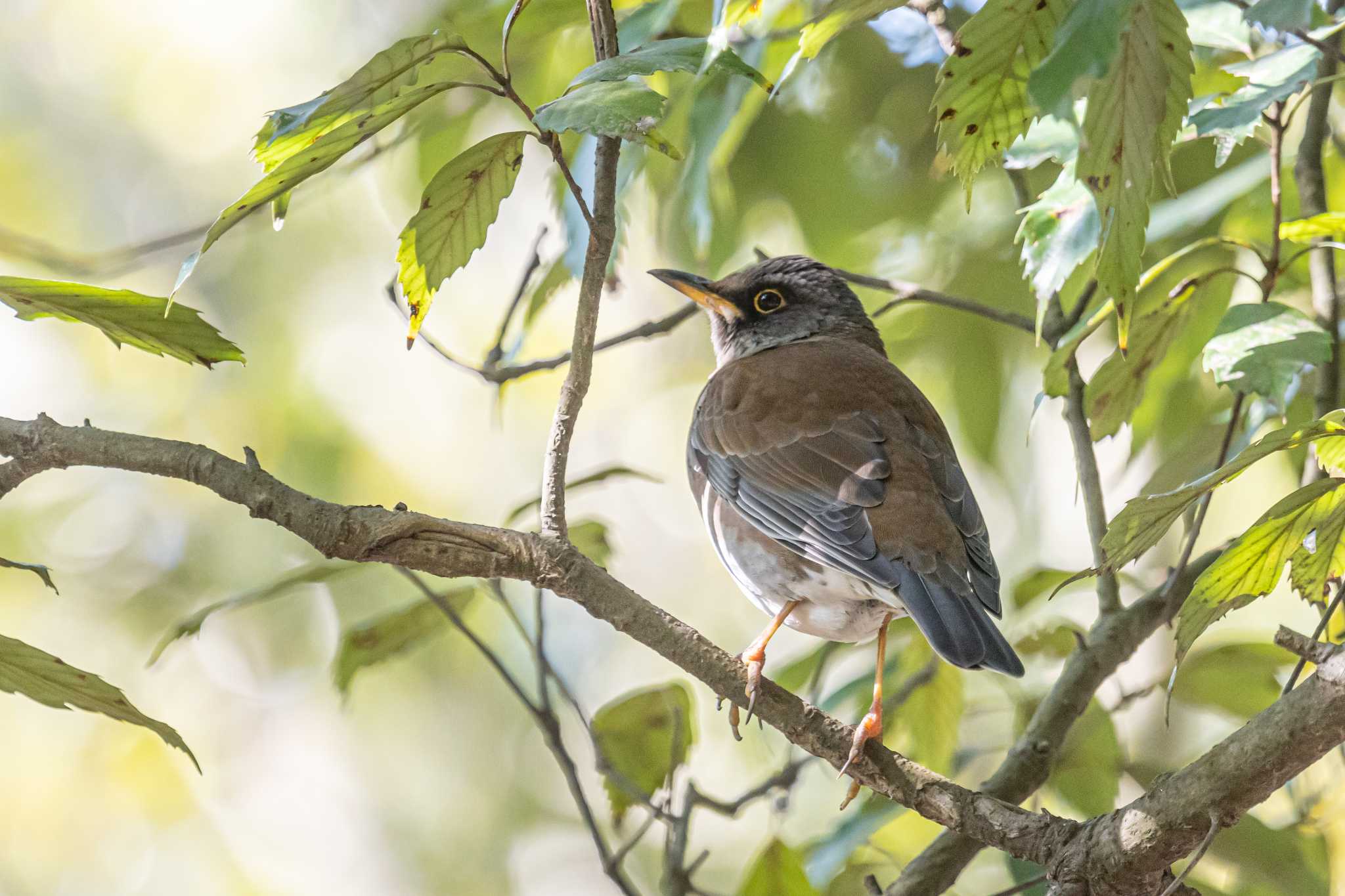 Photo of Pale Thrush at 石ケ谷公園 by ときのたまお