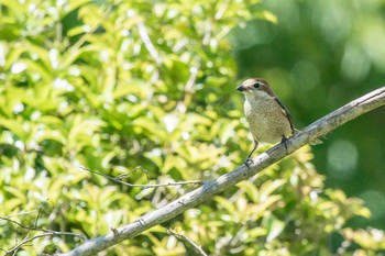 Bull-headed Shrike Mikiyama Forest Park Thu, 5/18/2017