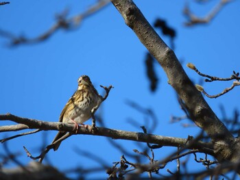 アオジ 厚木七沢森林公園 2022年1月22日(土)