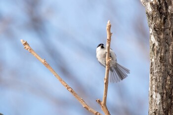 コガラ 北海道札幌市 2022年3月9日(水)