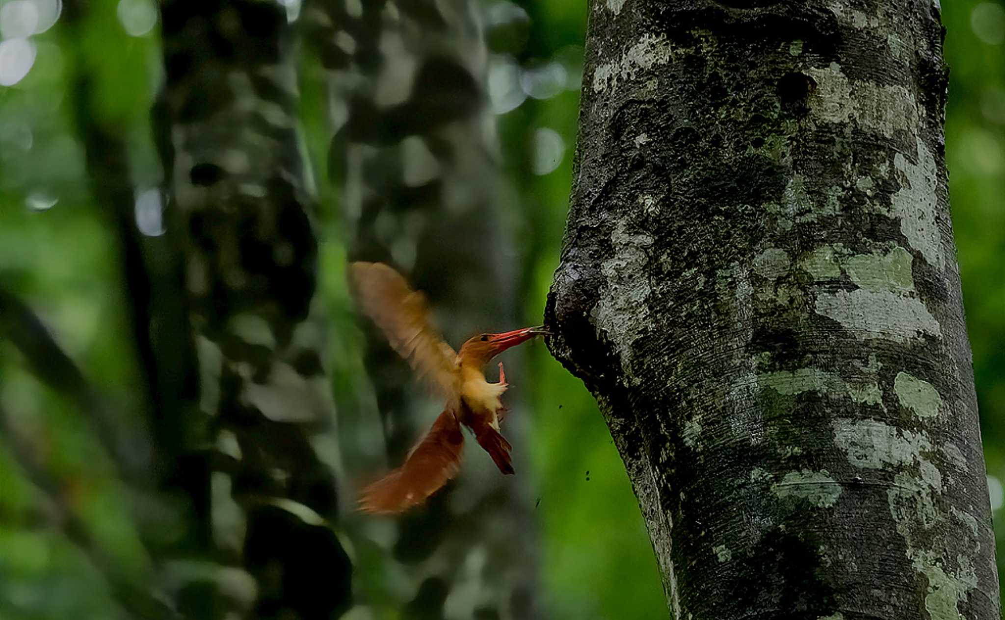 Photo of Ruddy Kingfisher at 八東ふる里の森 by golden_slumber_1119